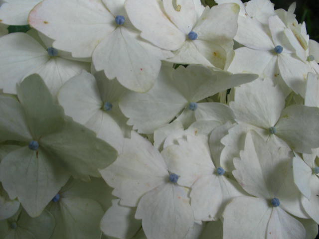 jdv1212785401x.jpg