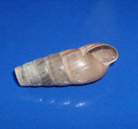 jdv1212837140m.jpg