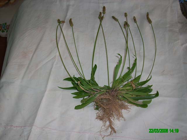 jdv1212866466p.jpg