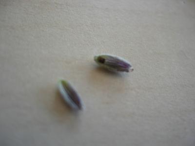 jdv1216247570l.JPG