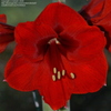 jdv1225753639t.jpg