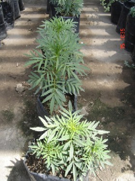 jdv1234003730m.jpg