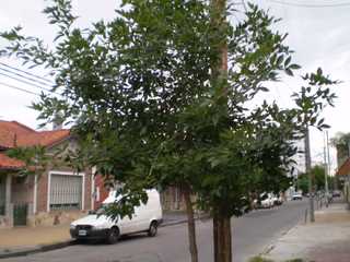 jdv1236484123l.jpg