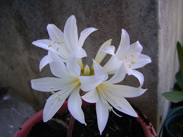 jdv1247118191j.jpg