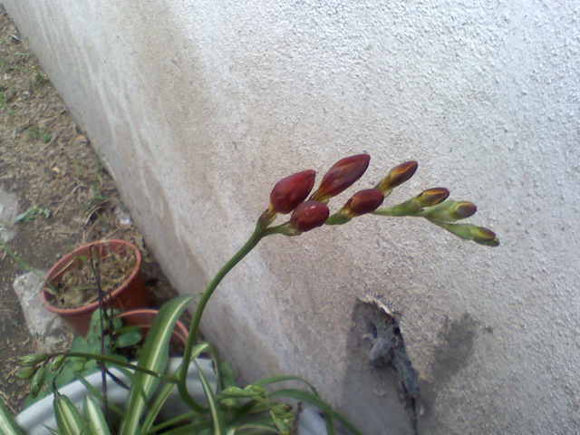 jdv1252386957l.jpg