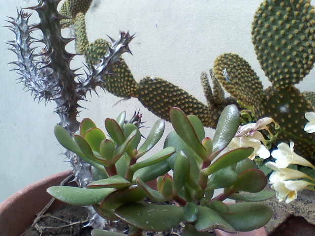 jdv1252387032e.jpg