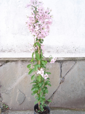 jdv1256782916l.JPG