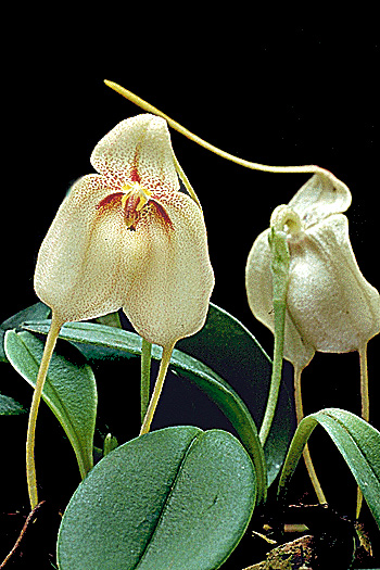 jdv1269300046l.jpg