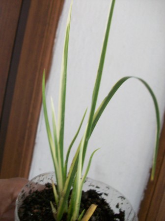 jdv1270455037k.jpg
