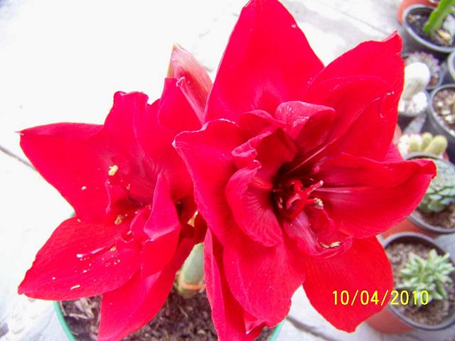 jdv1271046011u.jpg