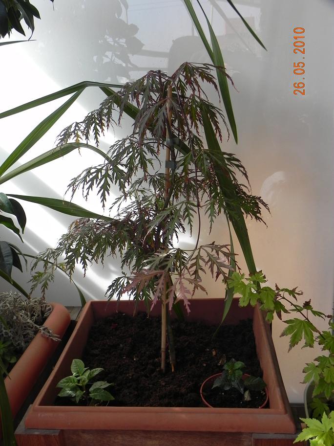 jdv1274917754j.jpg