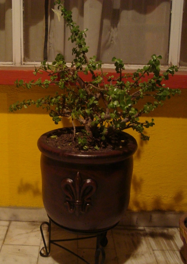 jdv1278854234y.JPG