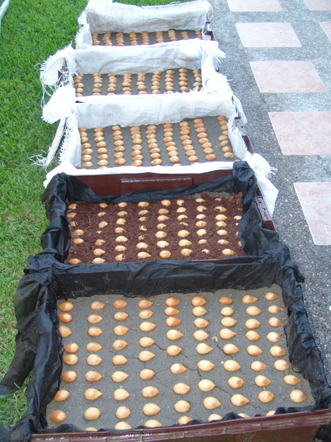 jdv1287433398o.jpg