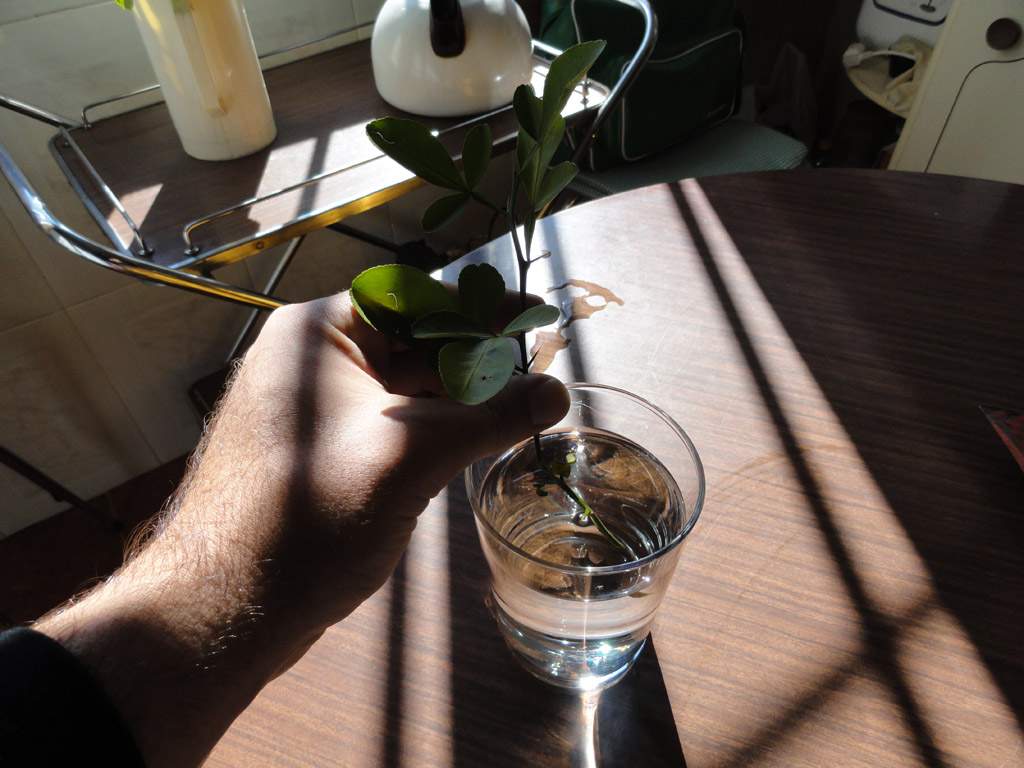 jdv1297073190d.jpg