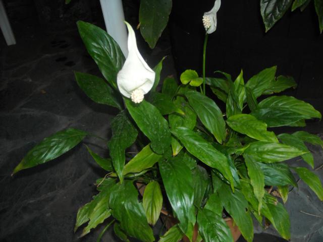 jdv1298816024u.jpg