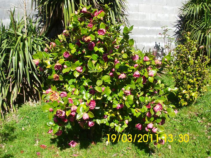jdv1300540579d.JPG