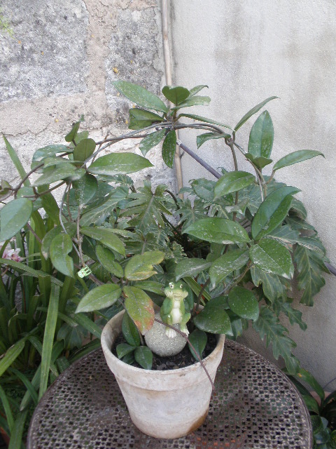 jdv1300964908o.JPG