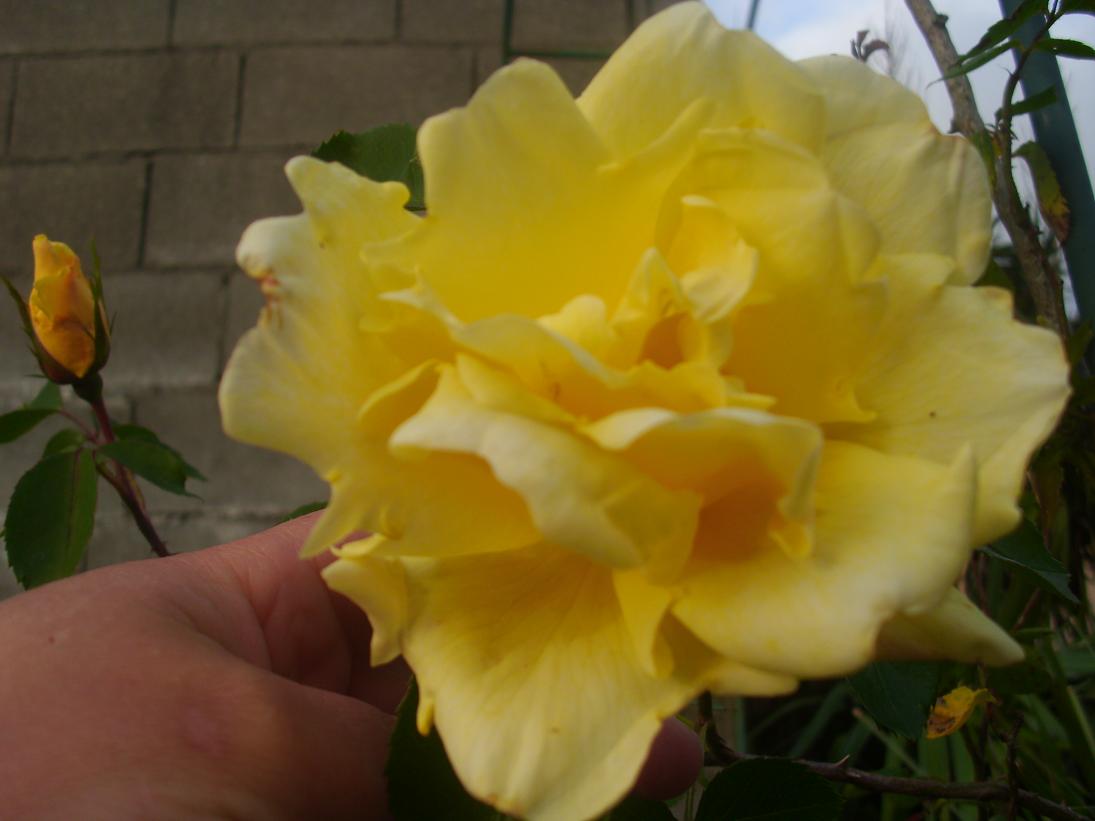 jdv1305204299x.JPG