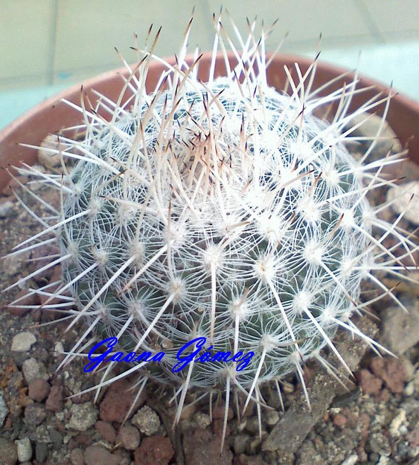 jdv1307592008h.jpg