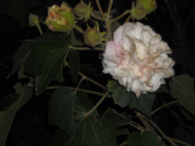 jdv1308091703q.jpg