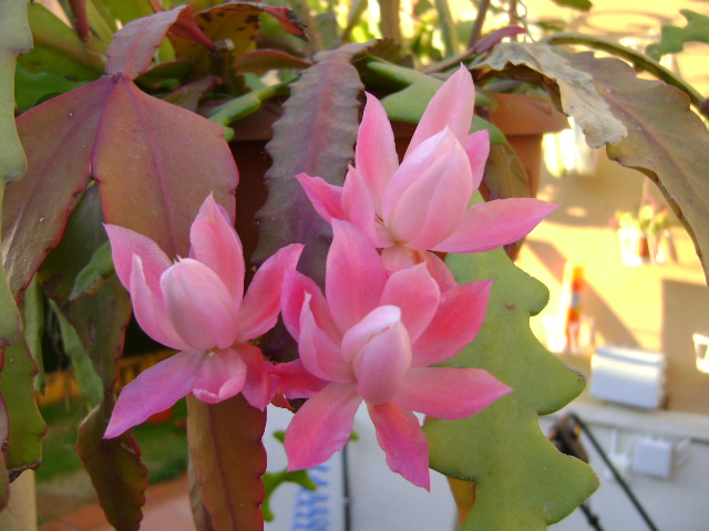 jdv1309171359s.JPG