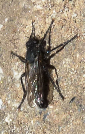 jdv1311841554n.JPG