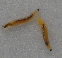 jdv1312298392p.jpg