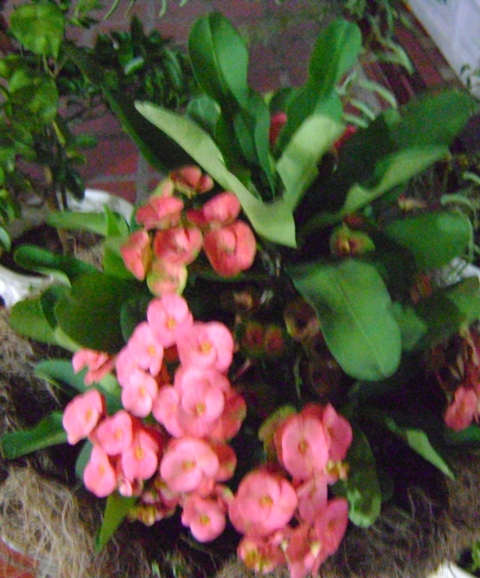 jdv1312327902w.JPG