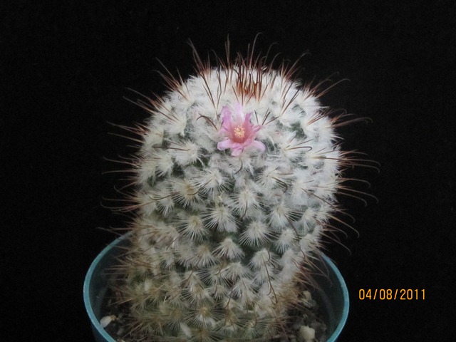 jdv1312488579r.JPG