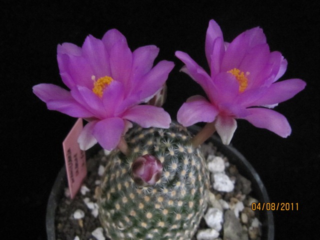 jdv1312488727x.JPG