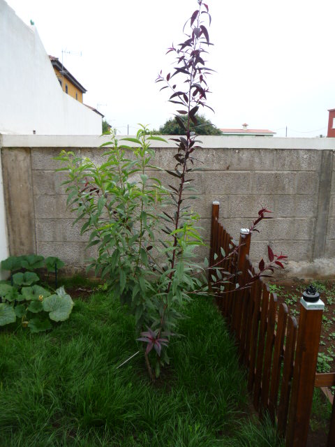 jdv1312561240u.JPG