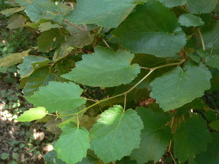 jdv1312652033a.jpg