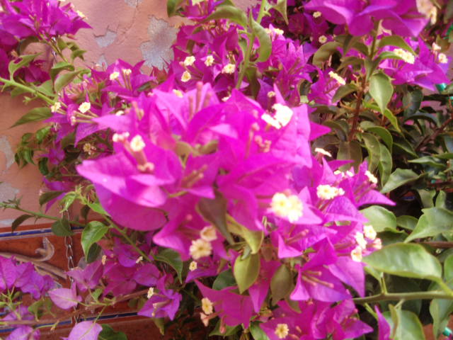 jdv1312654750w.JPG