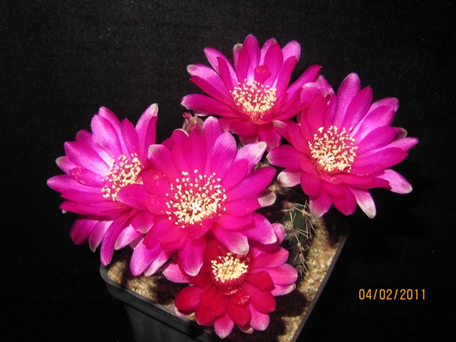 jdv1312759487i.JPG