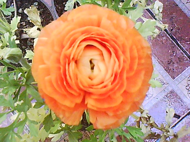 jdv1313026822d.jpg