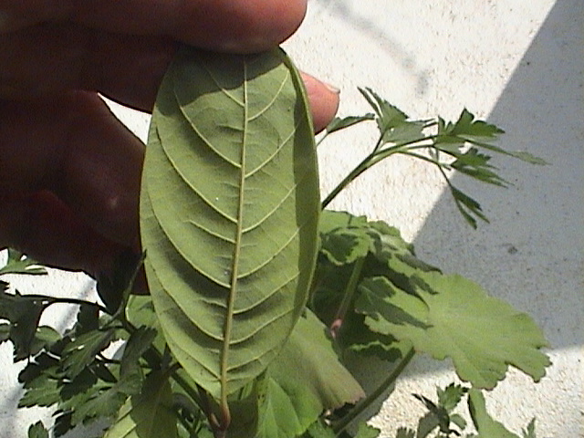 jdv1313074952r.JPG