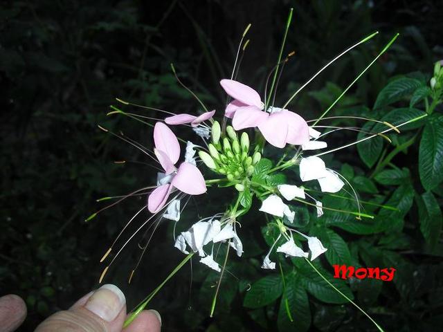 jdv1313097024j.JPG