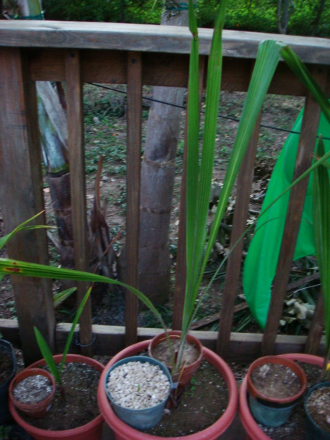 jdv1313103571r.JPG
