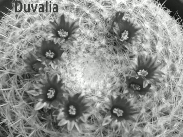 jdv1313281509l.jpg