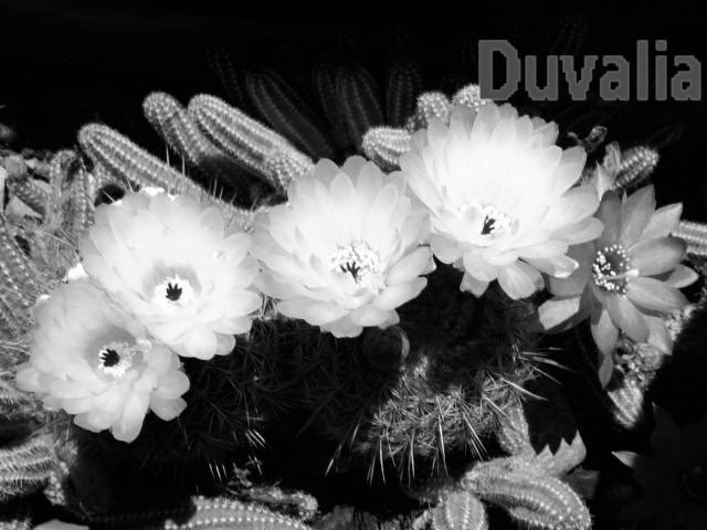 jdv1313281545d.jpg