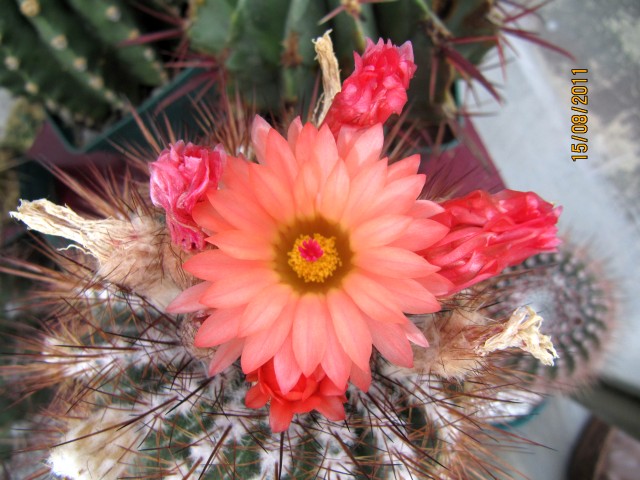 jdv1313444673g.jpg