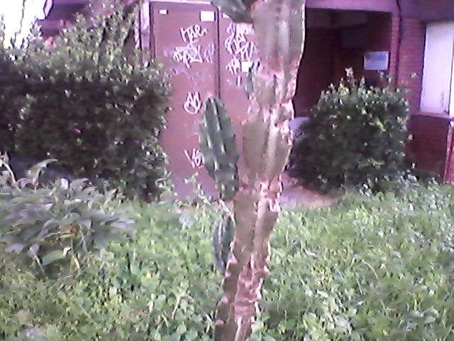 jdv1313572974r.jpg