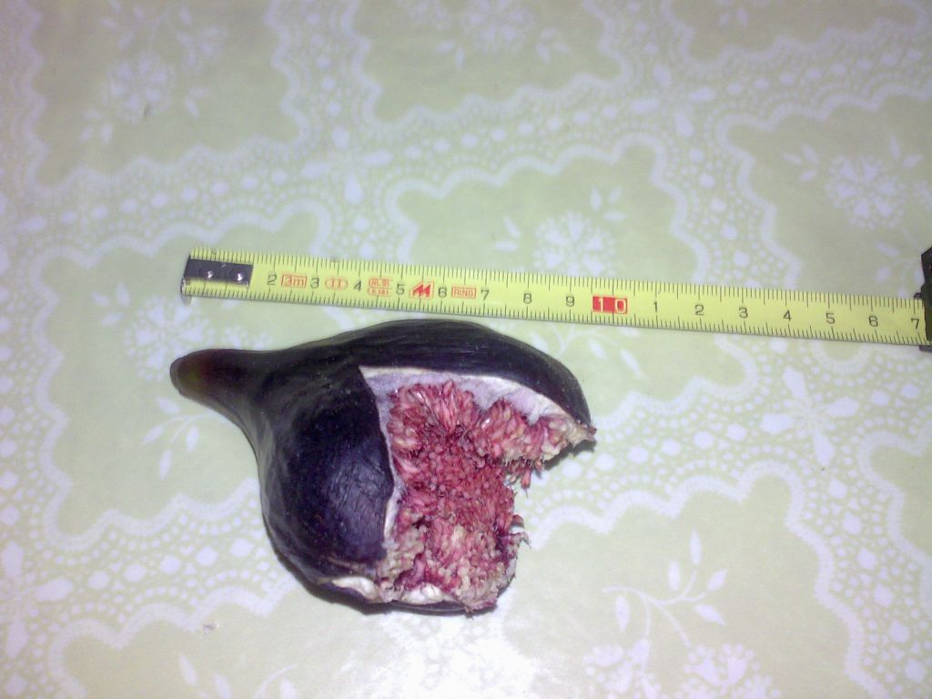 jdv1313682212r.jpg
