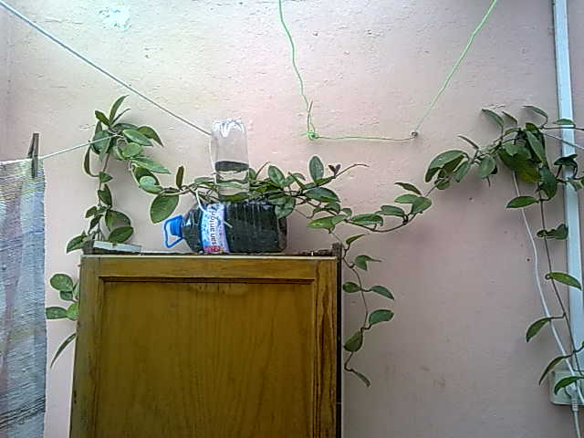 jdv1313693269o.jpg