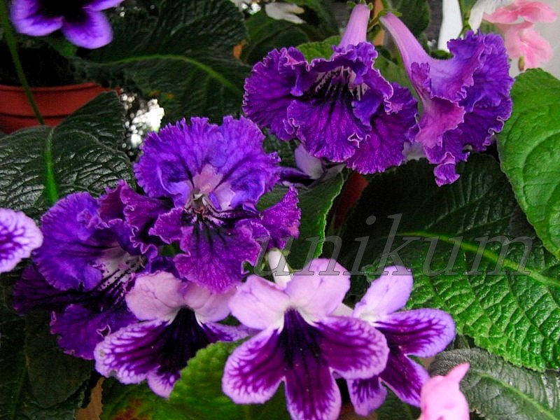 jdv1313757102u.jpg