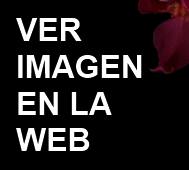 jdv1318071534o.jpg