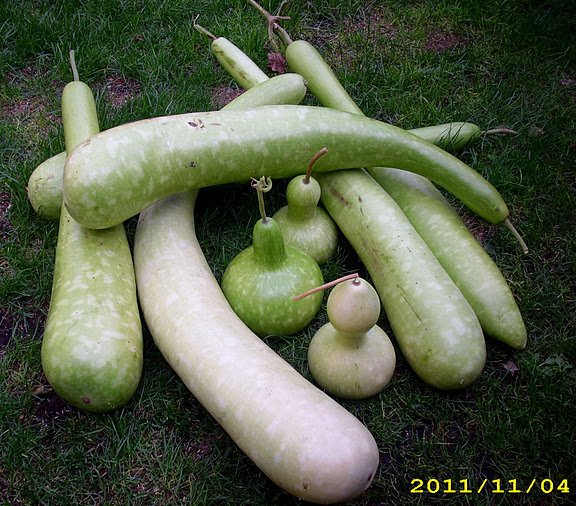 jdv1323850005l.JPG