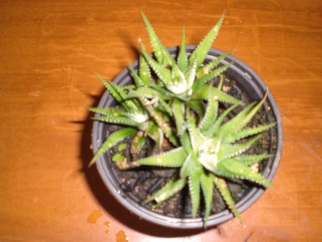 jdv1328276131h.JPG