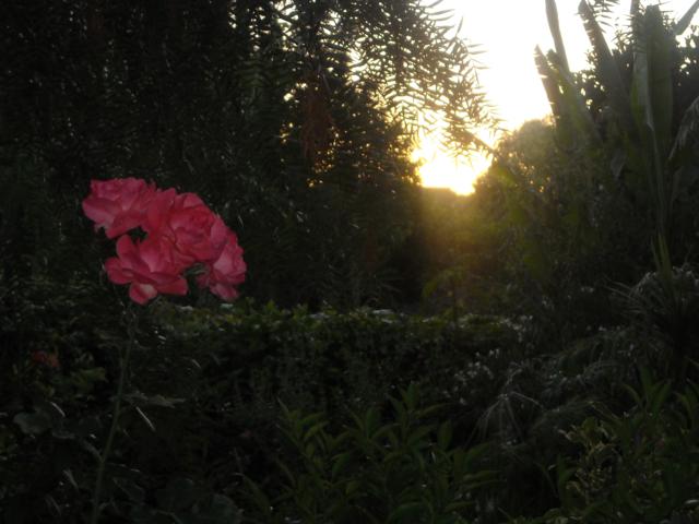 jdv1335985549w.jpg