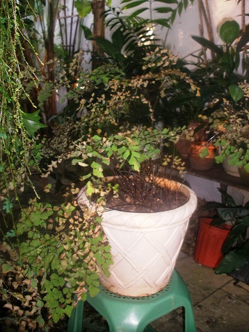 jdv1358426650c.JPG